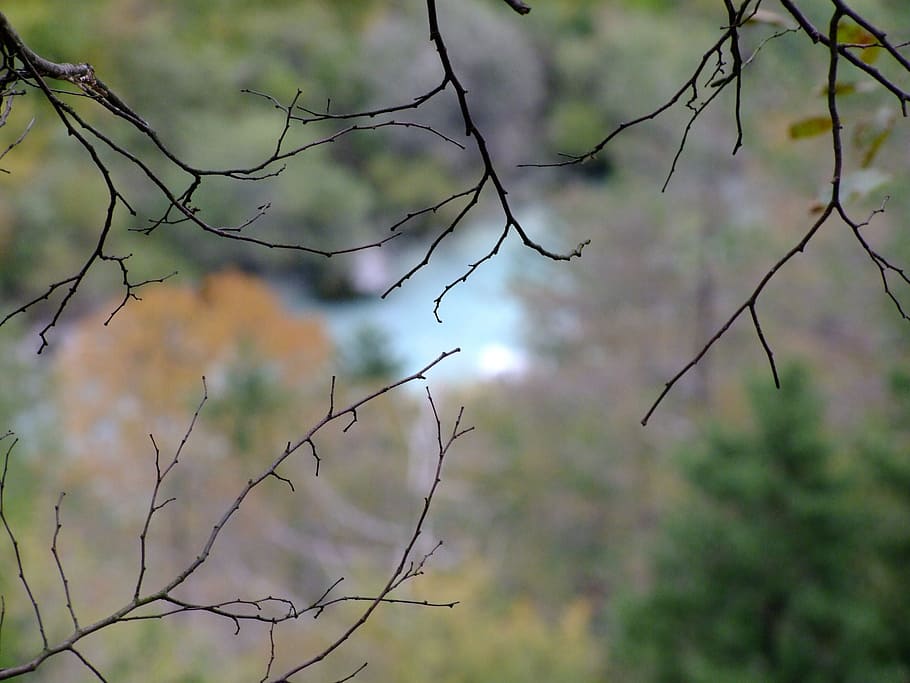 branches, nature, river, autumn, water, landscape, forest, color HD wallpaper