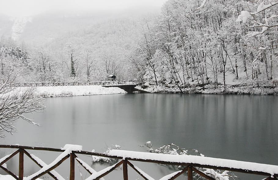 winter, snow, frost, tree, frozen, water, nature, tranquility HD wallpaper