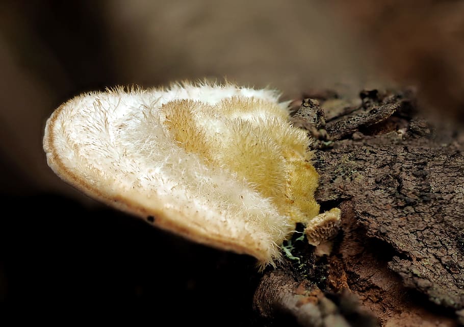 plant, so, ni, close-up, mushroom, growth, food, fungus, no people HD wallpaper