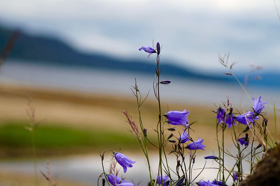 nature, flower, cat clock, flowering plant, freshness, beauty in nature HD wallpaper