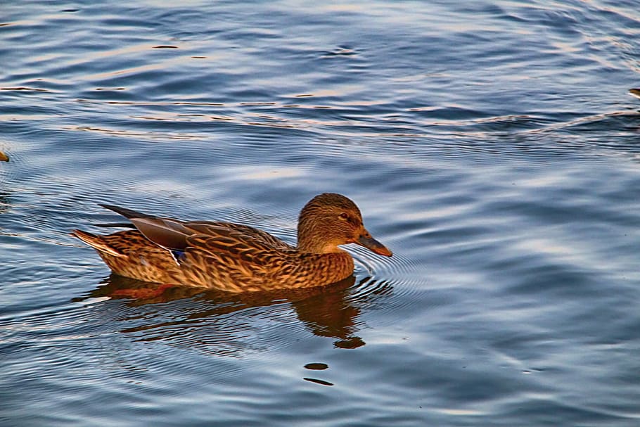 duck, water, pond, animal, animal themes, bird, animal wildlife HD wallpaper