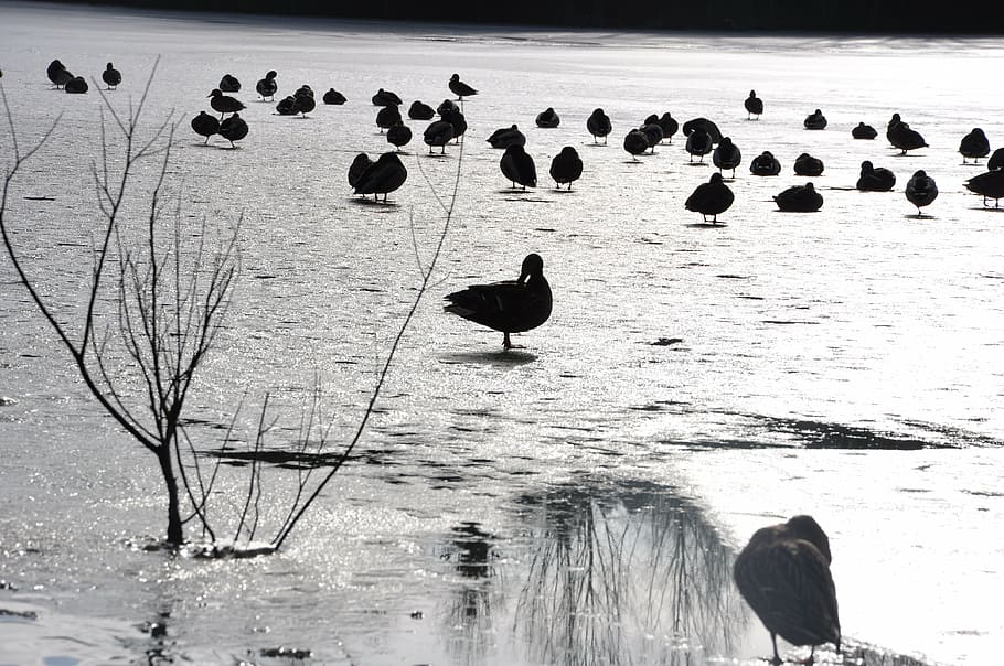 ducks, winter, ice, bird, animal themes, animal wildlife, water HD wallpaper