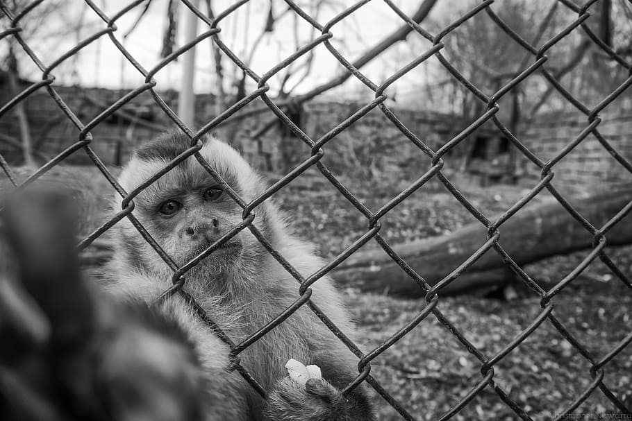 animal, black-and-white, cage, cute, fence, monkey, primate, HD wallpaper