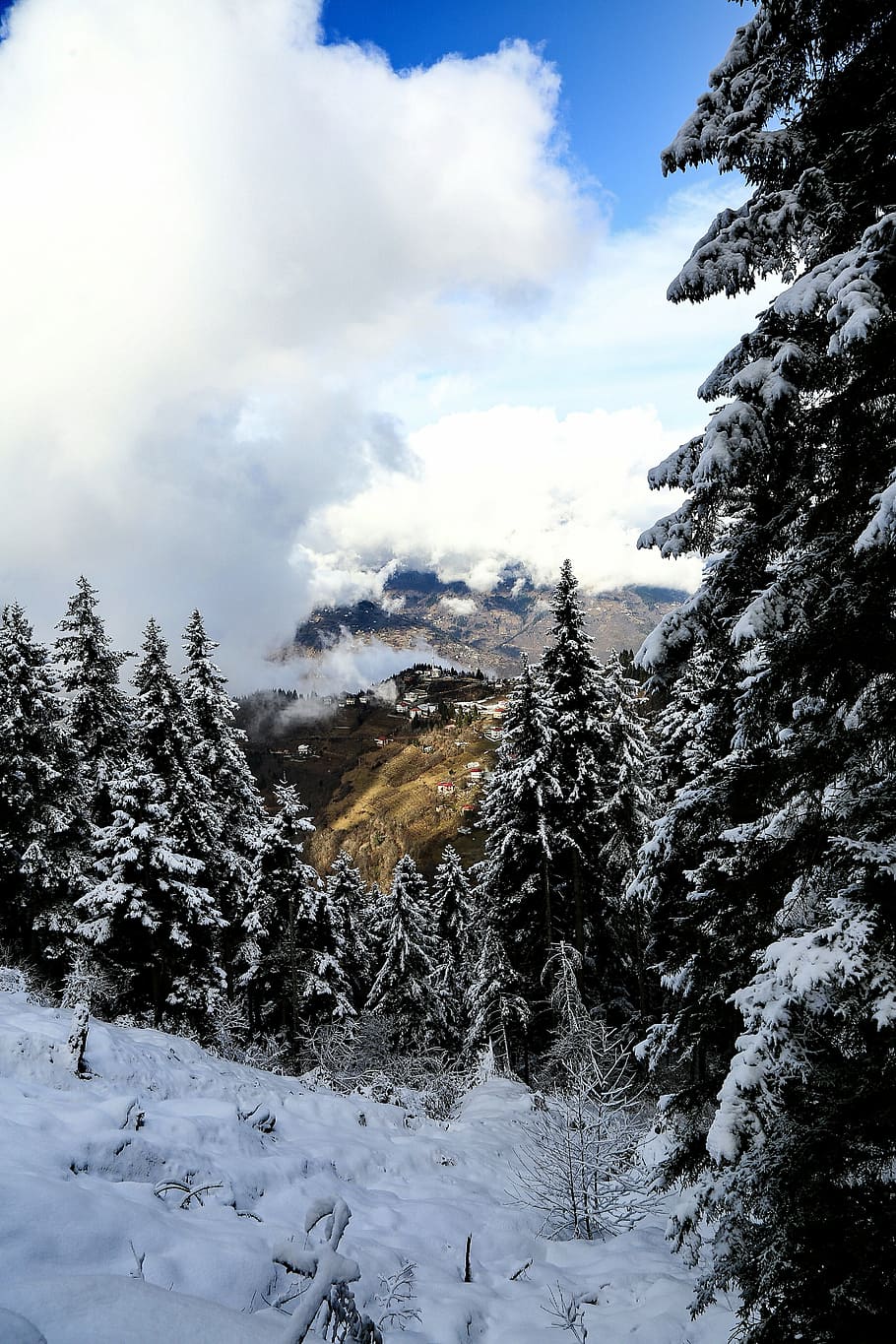 cloud, pine, forest, winter, cold temperature, snow, beauty in nature HD wallpaper