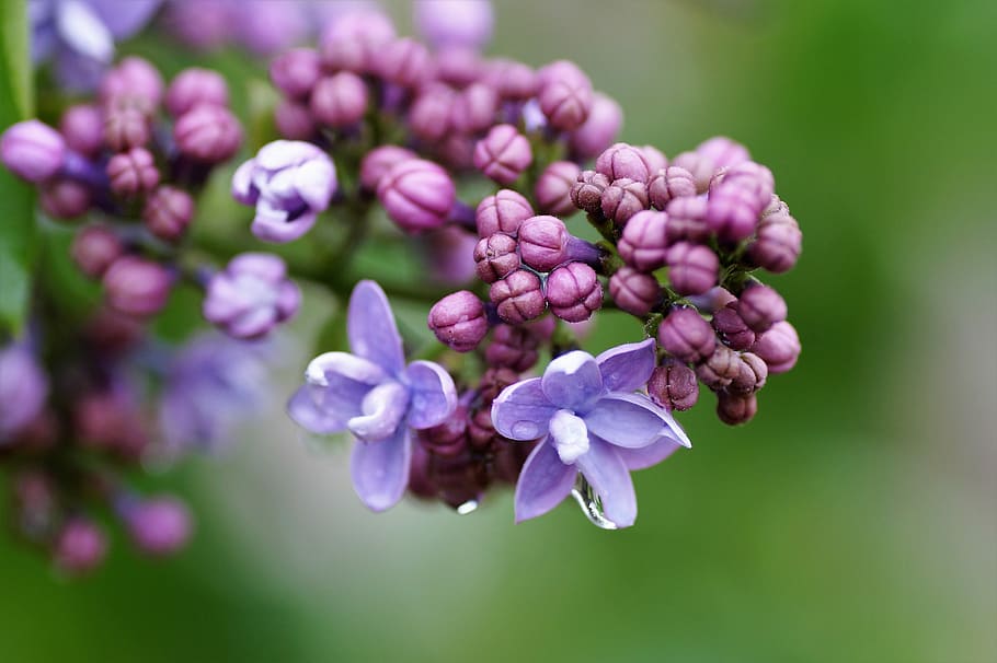lilac, without, violet, flower, garden, decorative, bush, spring HD wallpaper