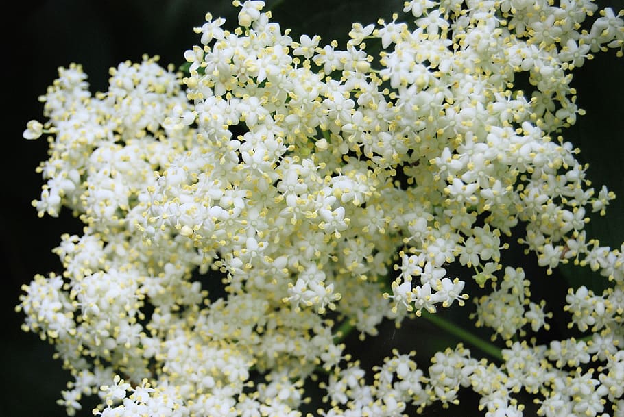 white flowers close-up photography, elderberry, sambucus, elderflower HD wallpaper
