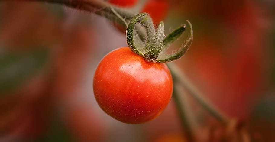 cherry tomato fruit, red, frisch, healthy, vegetarian, food HD wallpaper