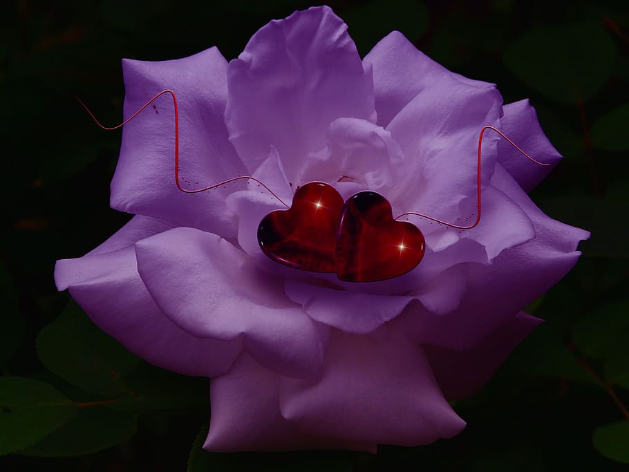rose, heart, love, luck, thank you, decoration, festival, flora, HD wallpaper