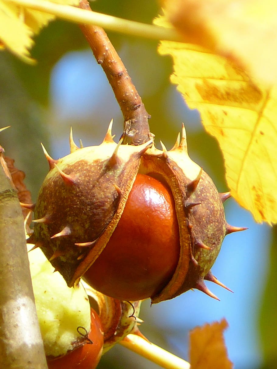 close-up photo of round brown fruit, Chestnut, Fruit, Tree HD wallpaper
