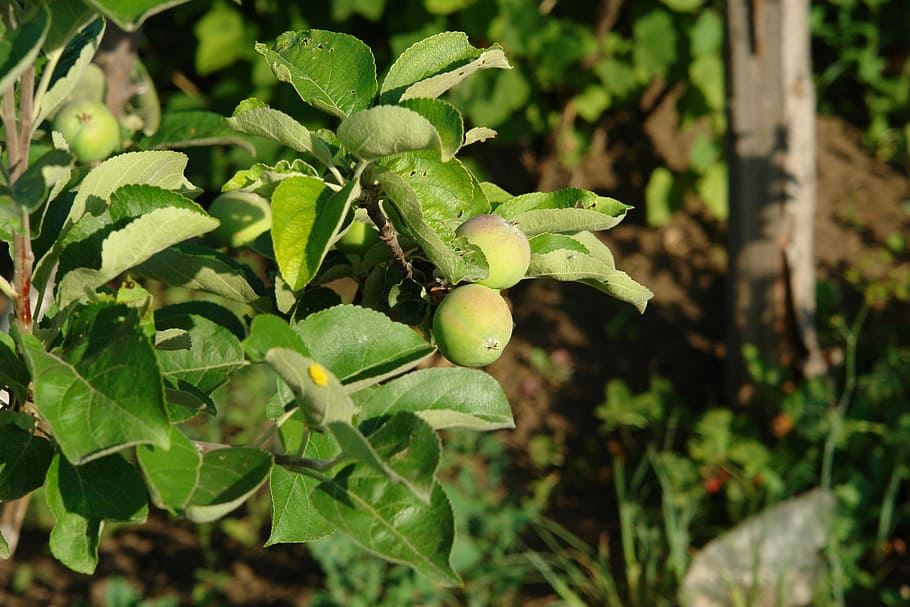 apples, apple tree, green apple, garden, not mature, vegetable garden HD wallpaper