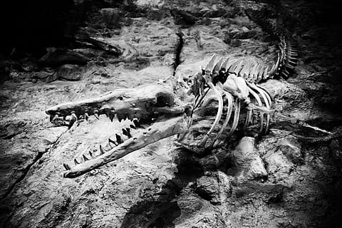 fossil on surface, Animal, Bone, Bones, Creature, dino, dinosaur HD wallpaper