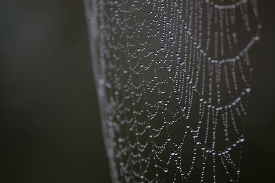 spiderweb, dew, macro, droplets, nature, drops, dewdrop, close-up HD wallpaper