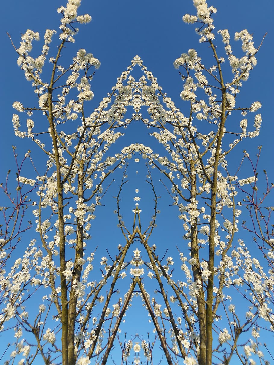 Nature, Tree, Mirror Effect, white flower, spring, cherry, clear sky HD wallpaper
