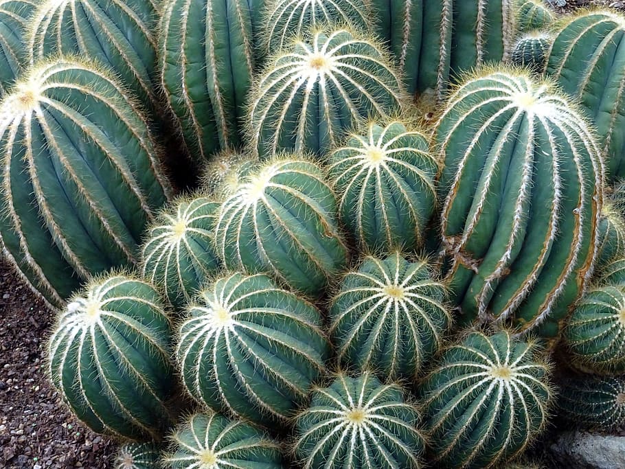nature, garden, plants, green, botanical, cactuses, close-up HD wallpaper