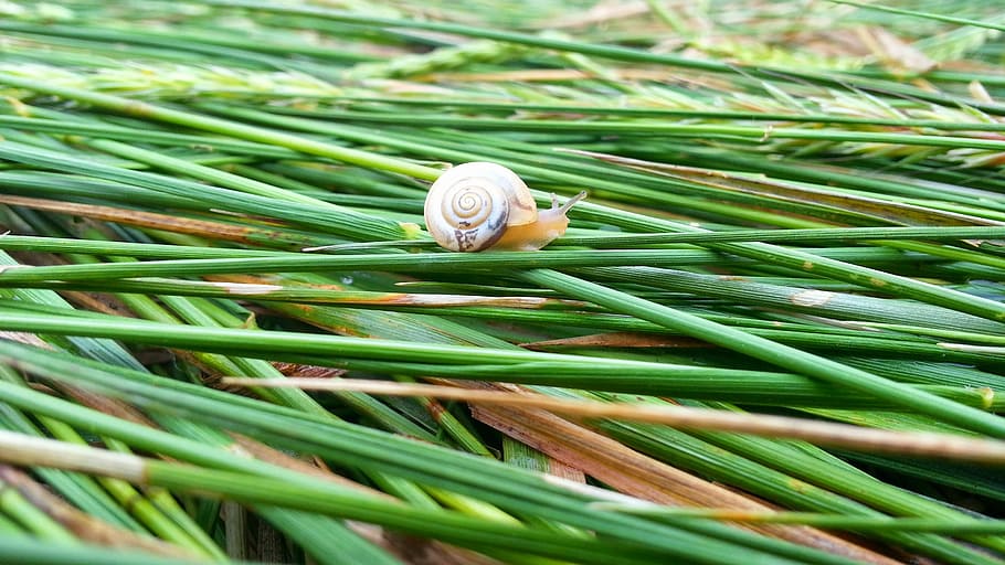 snail, nature, summer, plant, green color, growth, beauty in nature HD wallpaper