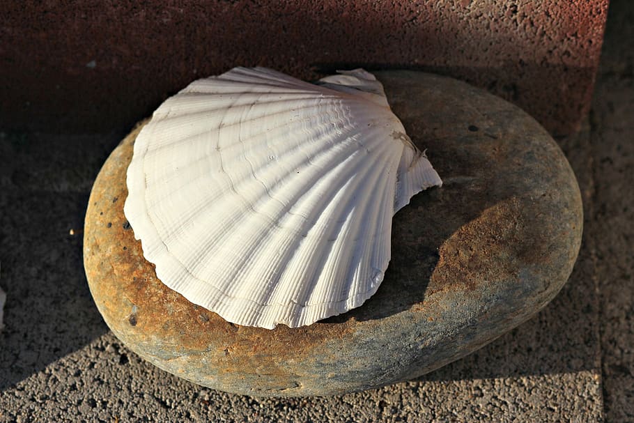 Seashell, Clam, Ocean, Beach, scallop, no people, indoors, close-up HD wallpaper