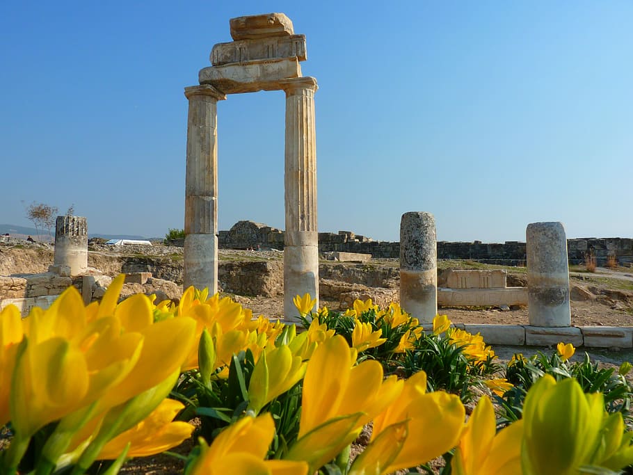 Hierapolis, Pamukkale, Ruin, Ancient, unesco, autumn crocus, HD wallpaper