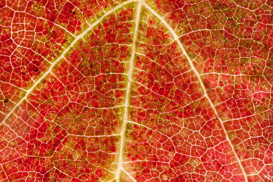 red leaf clip art, wine, wine harvest, vineyard, plant, autumn, HD wallpaper
