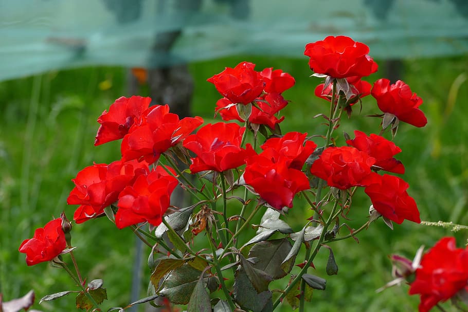 rose, red, flower, nature, flowering plant, fragility, vulnerability HD wallpaper