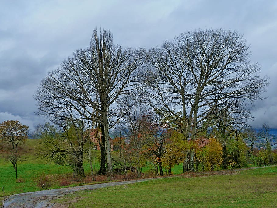 trees, landscapes, nature, fall, field, plant, sky, cloud - sky HD wallpaper