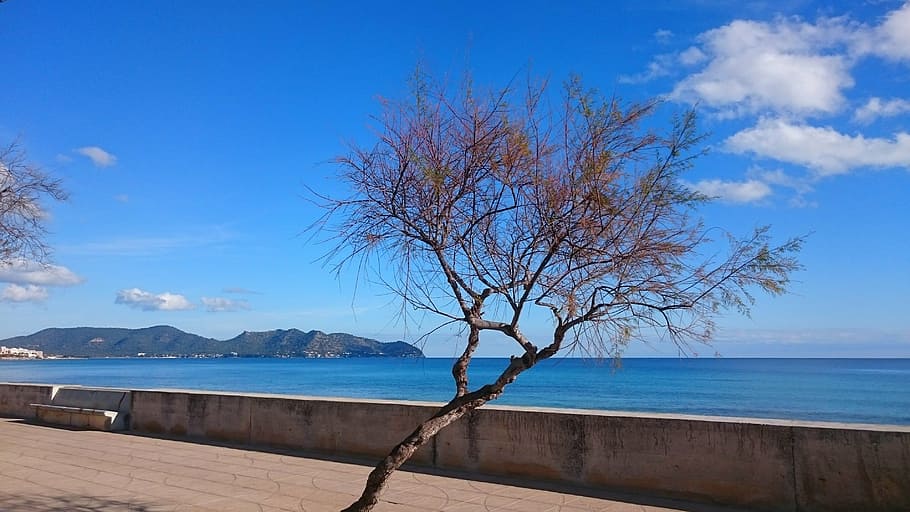 sky, water, tree, blue, mountains, beach promenade, sea, scenics - nature HD wallpaper