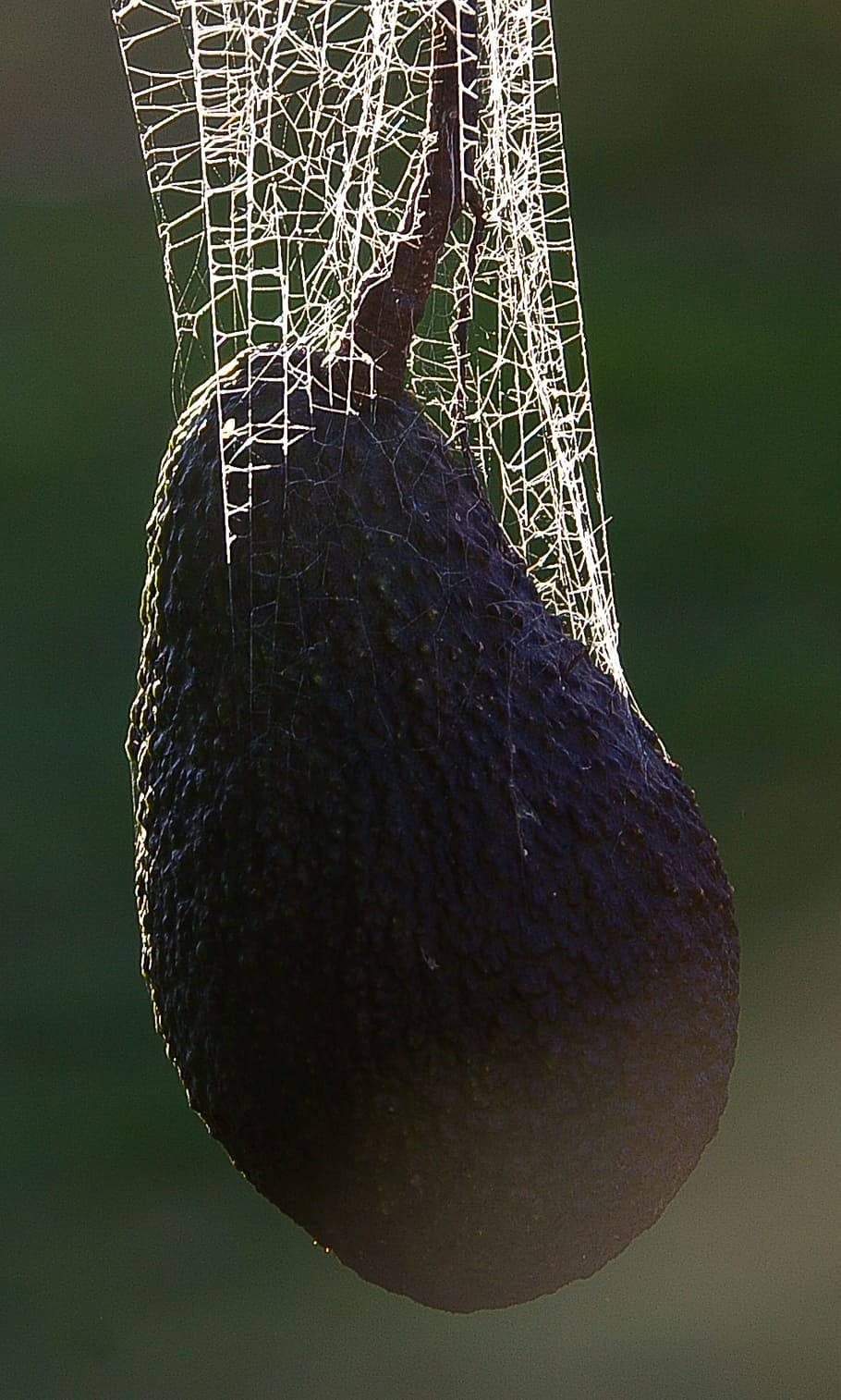 Spider'S Web, Avocado, Tangle, Trap, cobweb, close-up, no people HD wallpaper