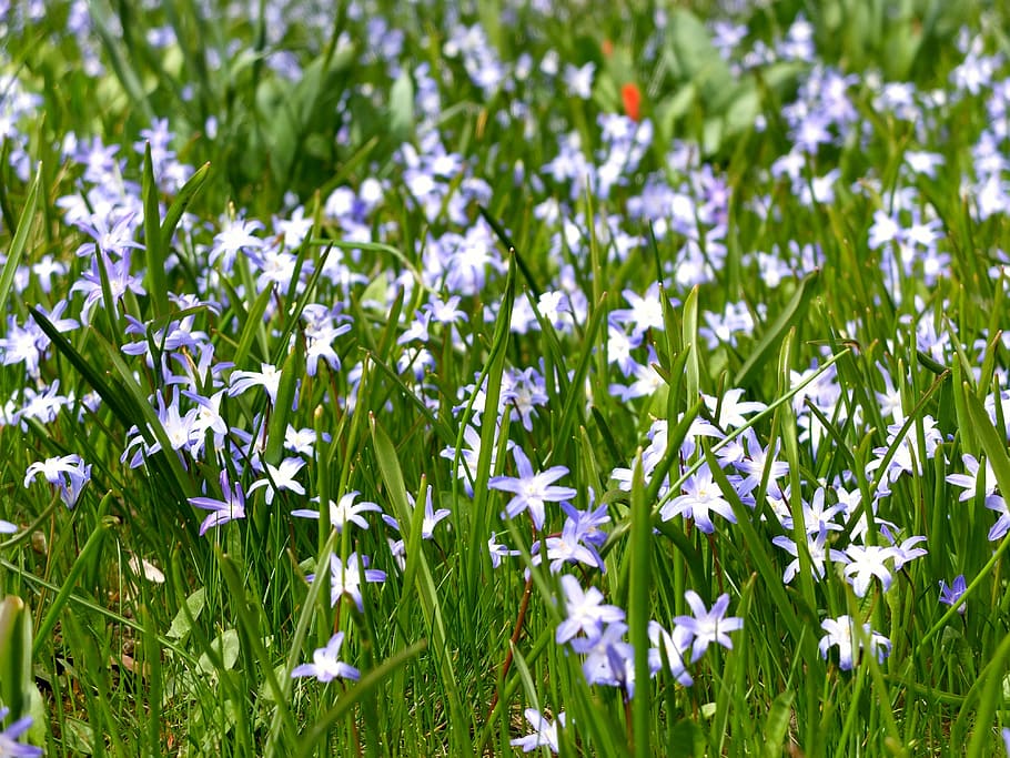 spring, summer, flowers, green, blue, plant, bloom, blossomed HD wallpaper