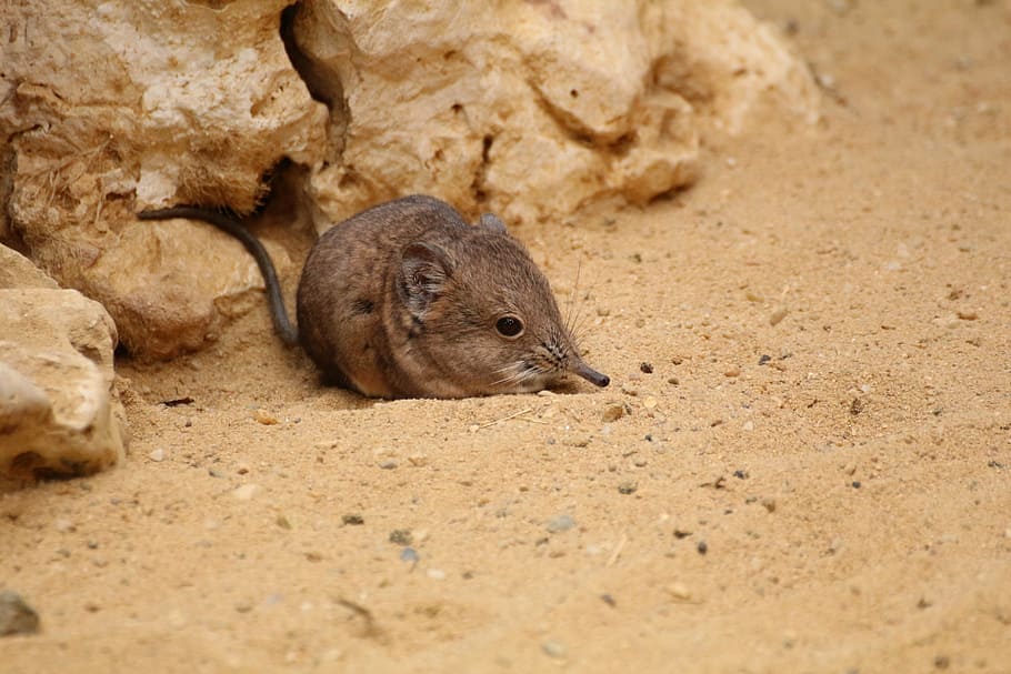 mouse, zoo, animal, nature, wildlife, bird, sand, animal wildlife HD wallpaper