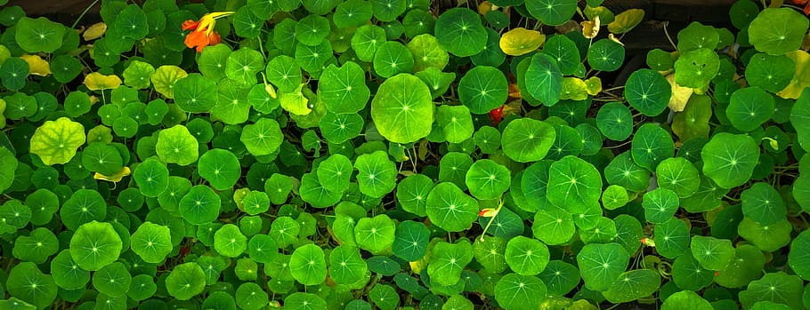 green leaf plant, nature, circle, usd, abstract, plants, herb HD wallpaper