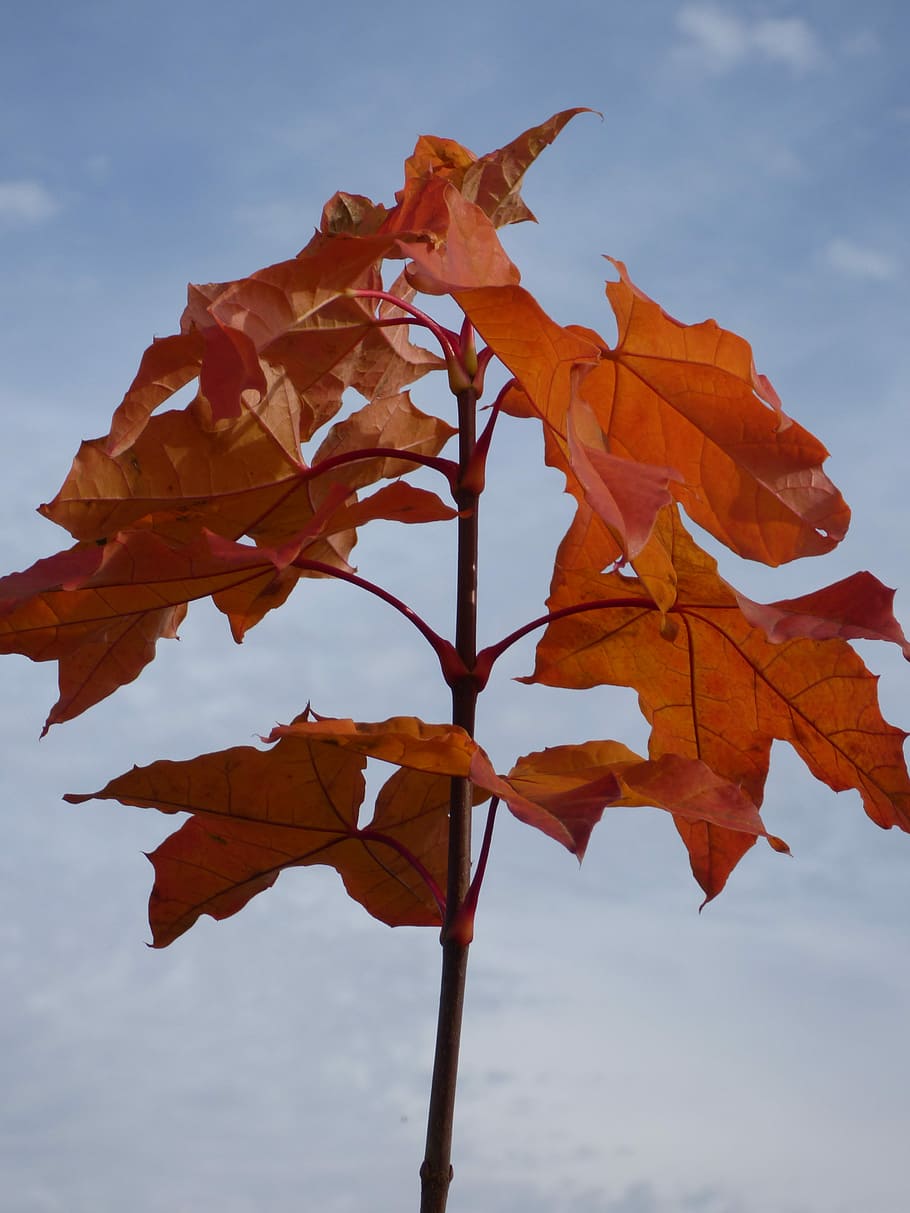 Autumn, Leaves, Staining, Maple, staining maple, fall color HD wallpaper