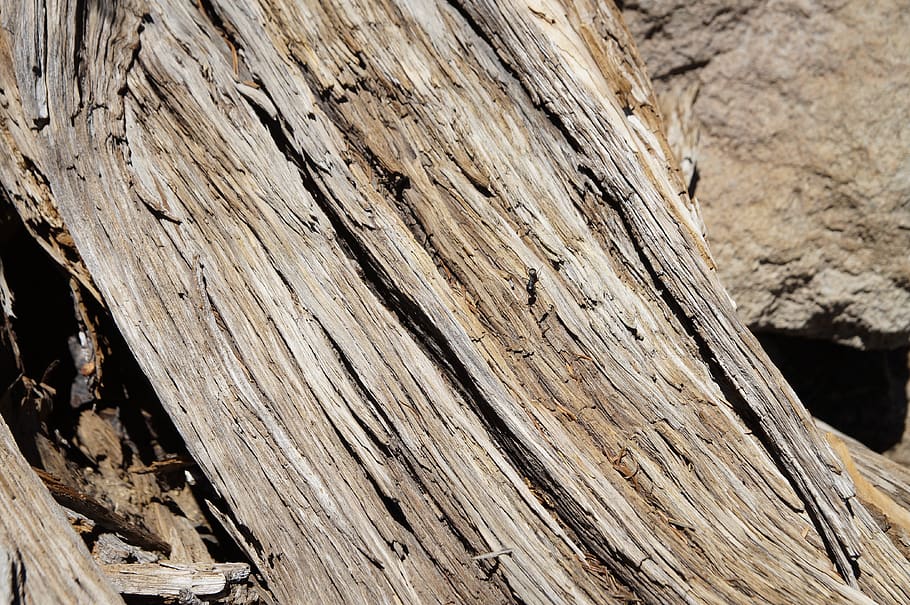 wood, structure, grain, nature, tree, tribe, wood - material HD wallpaper