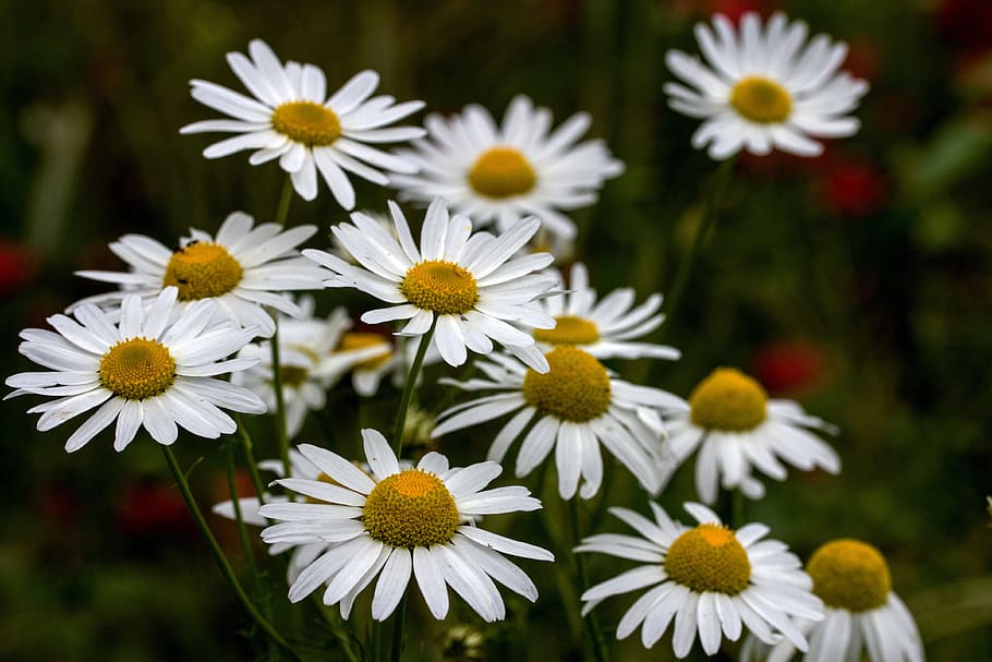 marguerite, meadows margerite, flower, wild flower meadow, meadow margerite, HD wallpaper