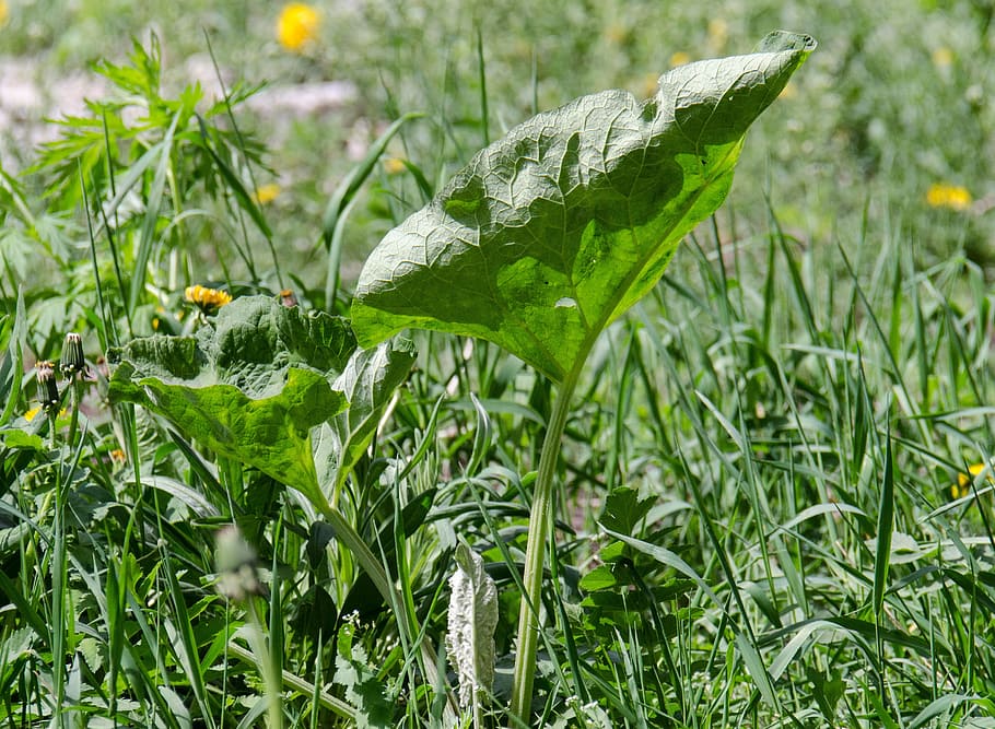 Burdock, Sheet, Plant, Weed, Wild, wild plant, summer, green color HD wallpaper