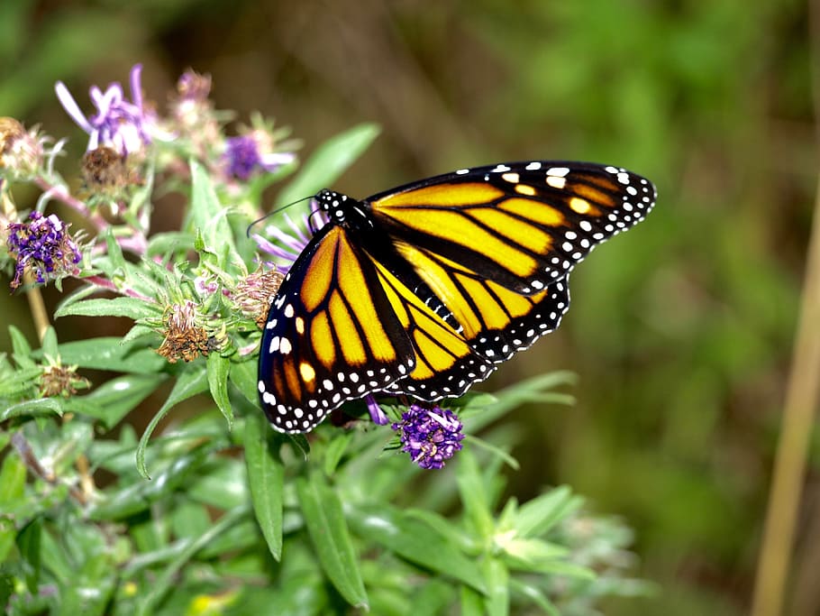 butterfly, nature, insect, animal themes, animal wing, beauty in nature HD wallpaper