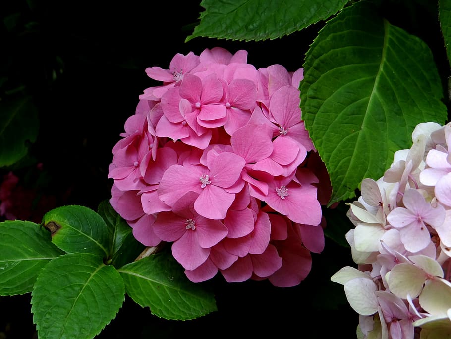 hydrangea, flower, pink, blossom, botanical, pink color, leaf HD wallpaper
