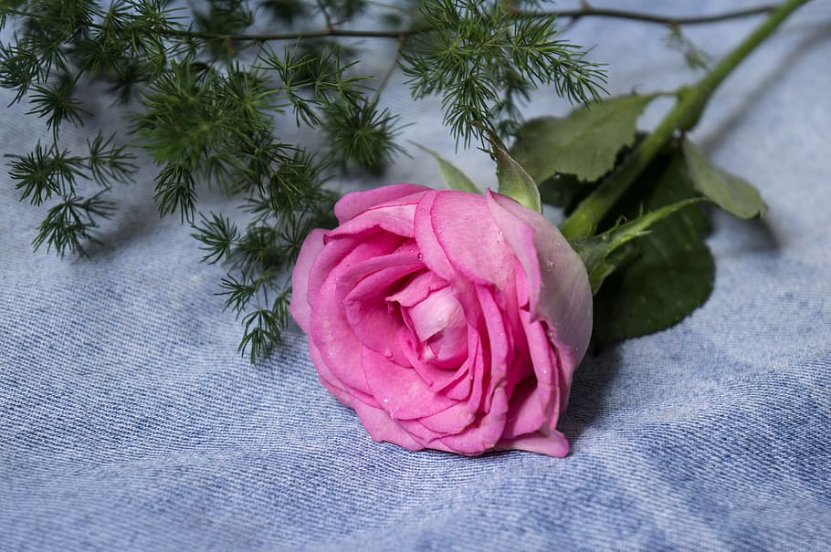 natural, roses, plant, pink color, freshness, flower, close-up HD wallpaper