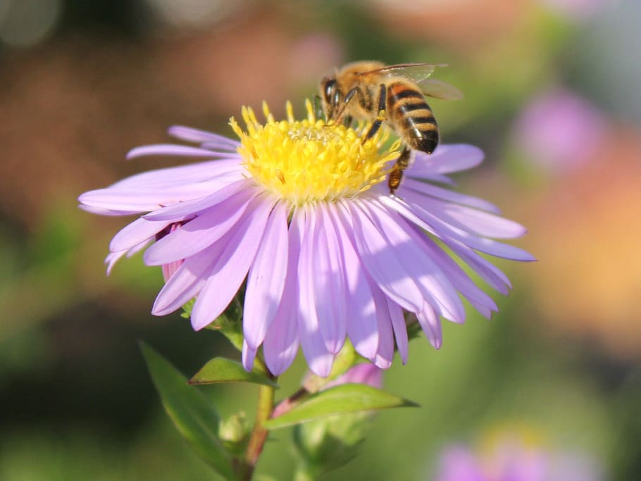 Bee, Flower, Blossom, Bloom, Insect, garden, close, summer HD wallpaper