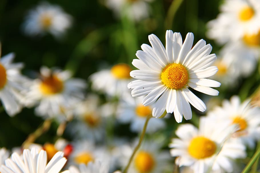 shallow focus photo of white and yellow daisies, flower, face HD wallpaper