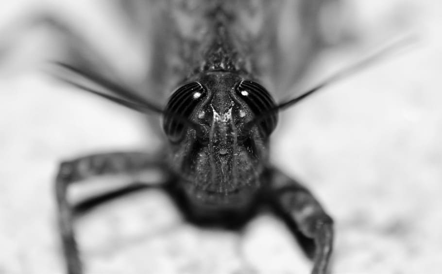 grasshopper, macro, eyes, antenna, arthropod, nature, lobster HD wallpaper
