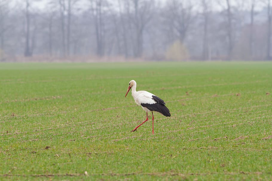 stork, spring, animals, bird, rattle stork, storks, signs of spring HD wallpaper