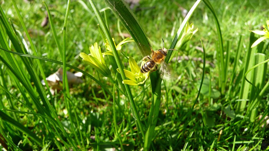 bee, flower, grass, honeybee, pollination, pollinate, garden HD wallpaper