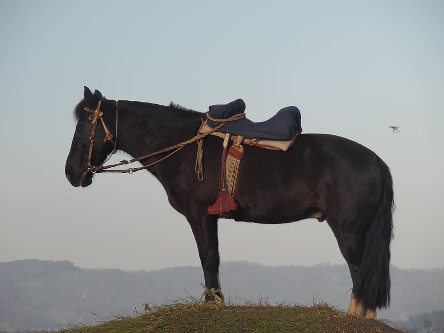 horse, mount, field, animal, domestic, animal themes, pets HD wallpaper