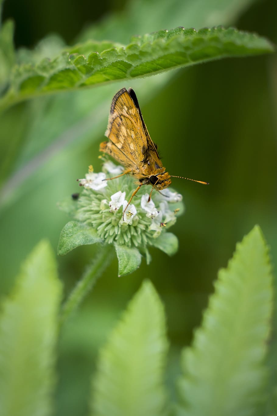 nature, butterfly, insect, leaf, flora, wildlife, color, closeup HD wallpaper