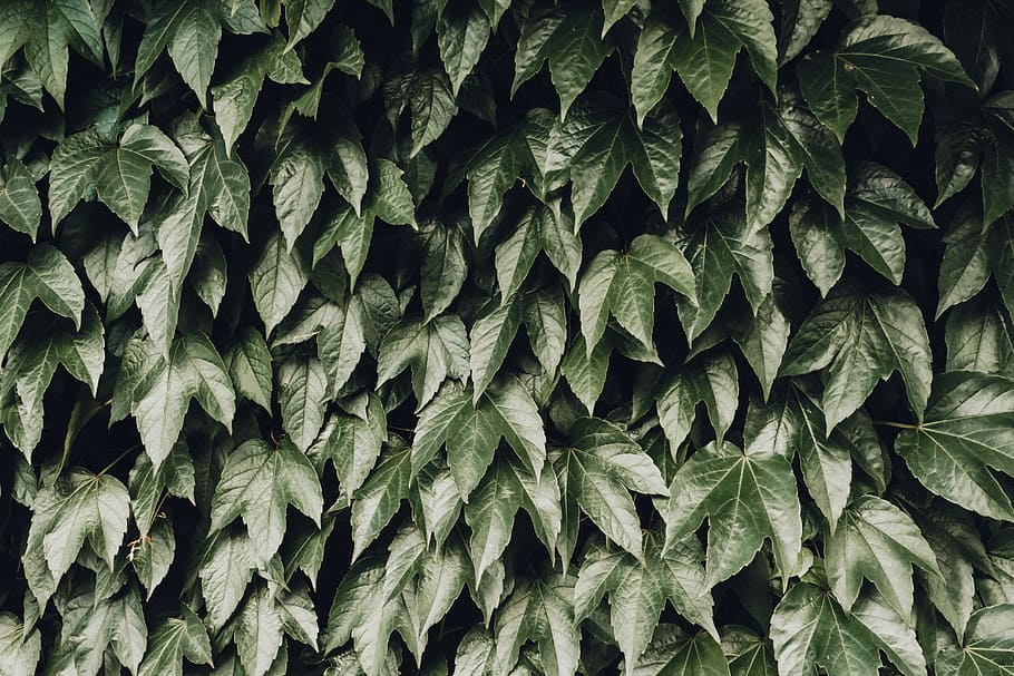 bush of green leafed plants, background, texture, pattern, foliage HD wallpaper