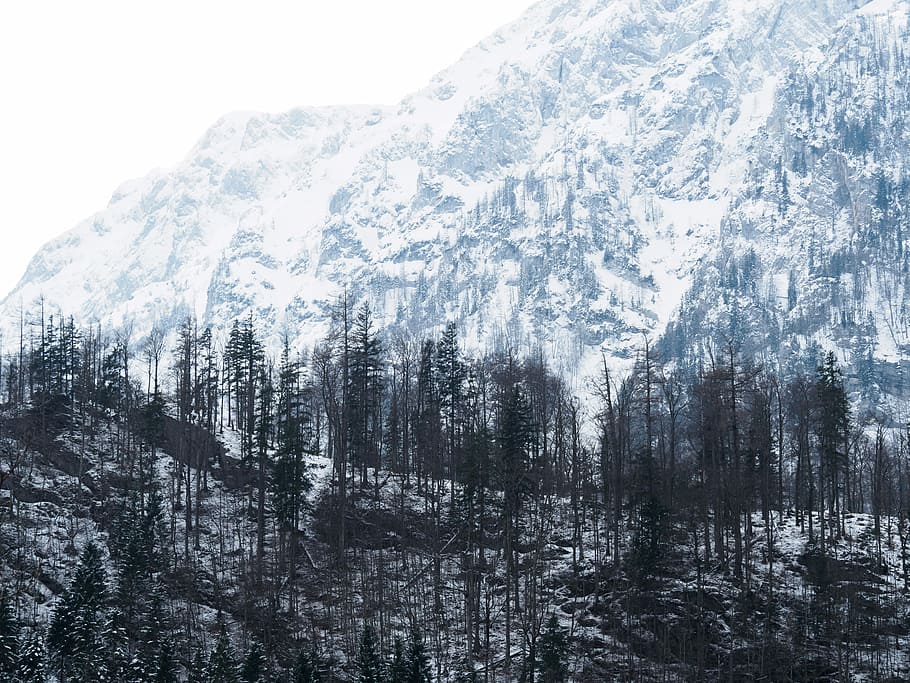 field of trees near mountain, nature, forest, landscape, snow HD wallpaper