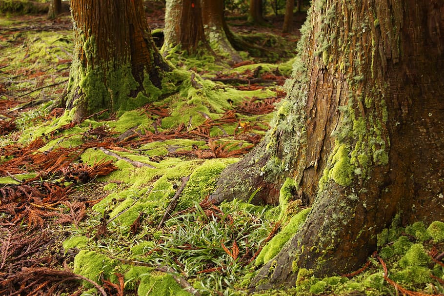 forest trees, Moss, Green, Woods, Floor, leaves, brown, dead HD wallpaper