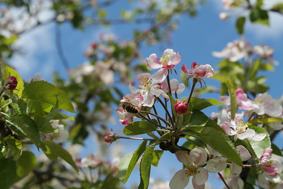cherry, tree, nature, spring, color, bee, insect, floral pollen HD wallpaper
