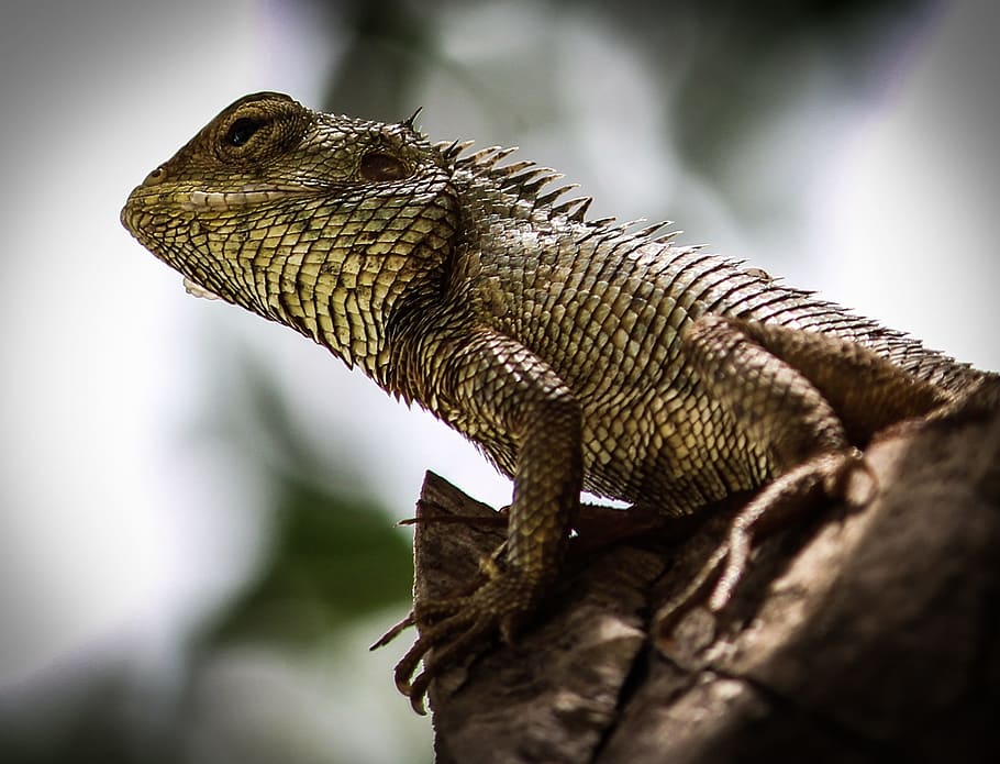 chamleon, tree, nature, wildlife, reptile, animal, animal themes HD wallpaper