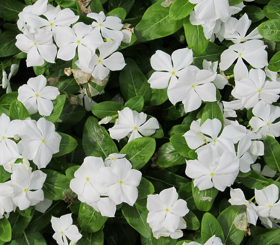 Vinca best sale minor toxicity