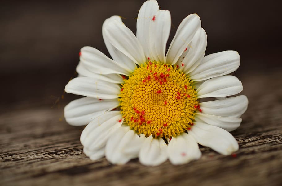 close up photo of white and yellow daisy flower, aphids, red aphids HD wallpaper